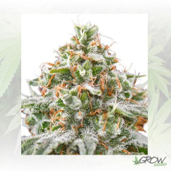 Pink Kush Barney's Farm - 3 Seeds