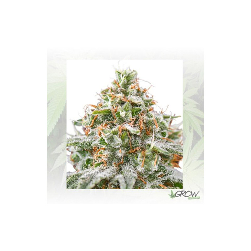 Pink Kush Barney's Farm - 3 Seeds