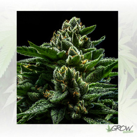 DO-G Ripper Seeds - 5 Seeds