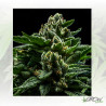 DO-G Ripper Seeds - 5 Seeds