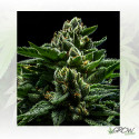 DO-G Ripper Seeds - 3 Seeds