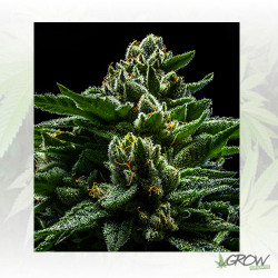DO-G Ripper Seeds - 3 Seeds