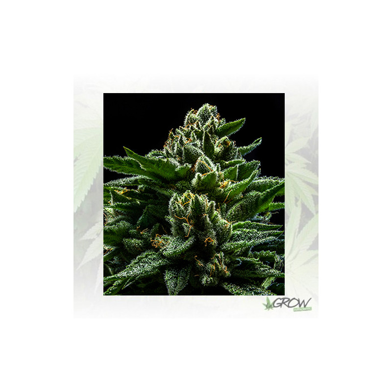 DO-G Ripper Seeds - 3 Seeds