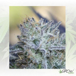 Washing Machine Ripper Seeds - 5 Seeds