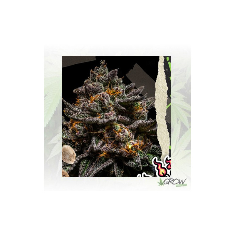 BrainCake Ripper Seeds - 3 Seeds