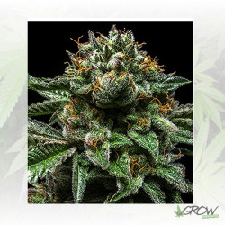 ChemPie Ripper Seeds - 5 Seeds
