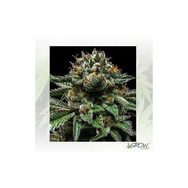 ChemPie Ripper Seeds - 5 Seeds