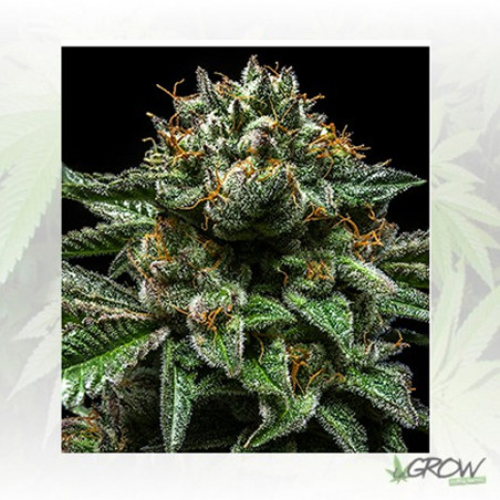 ChemPie Ripper Seeds - 5 Seeds