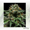 ChemPie Ripper Seeds - 5 Seeds