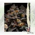 BrainCake Ripper Seeds - 5 Seeds