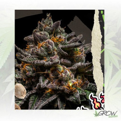 BrainCake Ripper Seeds - 5 Seeds