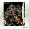 BrainCake Ripper Seeds - 5 Seeds