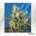 Do-Sweet-Dos® Sweet Seeds - 3 Seeds