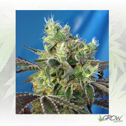 Do-Sweet-Dos® Sweet Seeds - 3 Seeds