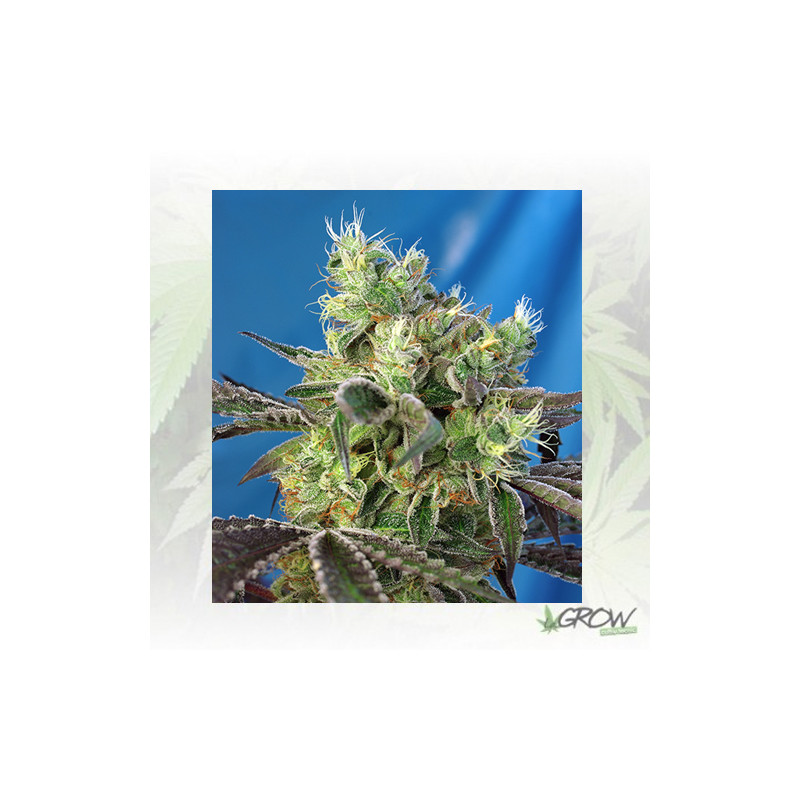 Do-Sweet-Dos® Sweet Seeds - 5 Seeds