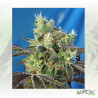 Do-Sweet-Dos® Sweet Seeds - 5 Seeds
