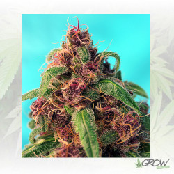 Red Mandarine F1 FV® Sweet Seeds - 3 Seeds