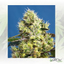 Sweet Gelato Auto® Sweet Seeds - 3 Seeds