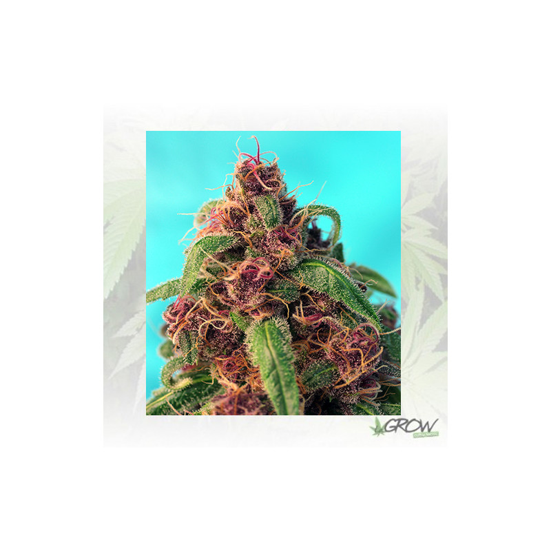Red Mandarine F1 FV® Sweet Seeds - 5 Seeds