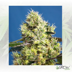 Sweet Gelato Auto® Sweet Seeds - 5 Seeds