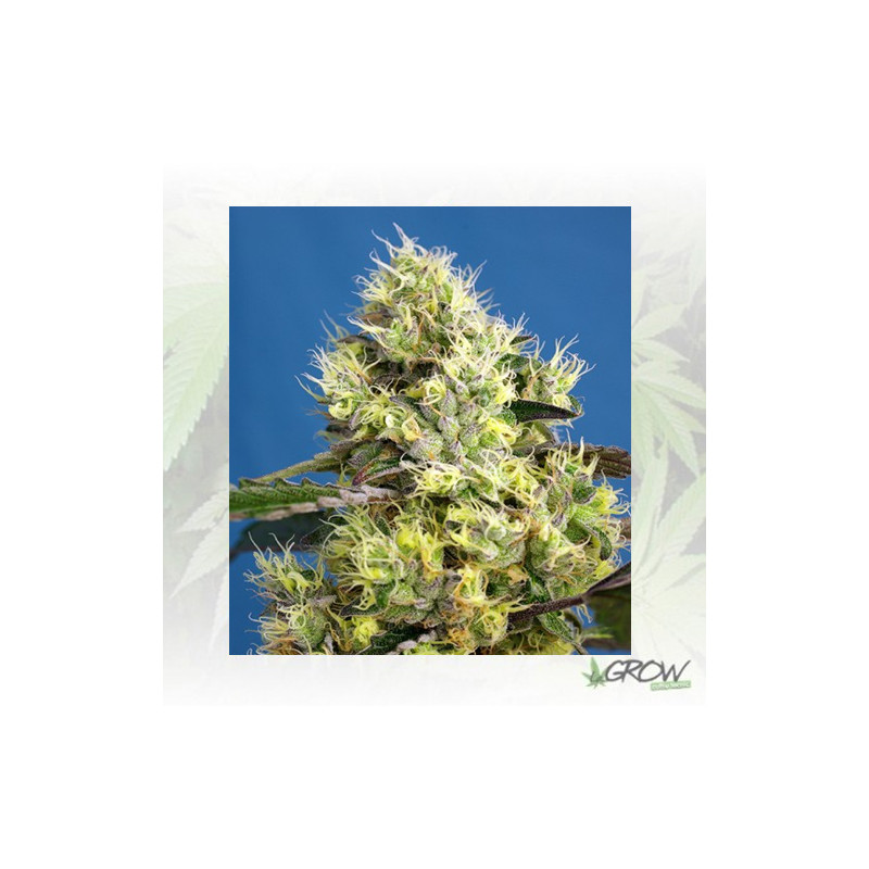 Sweet Gelato Auto® Sweet Seeds - 5 Seeds