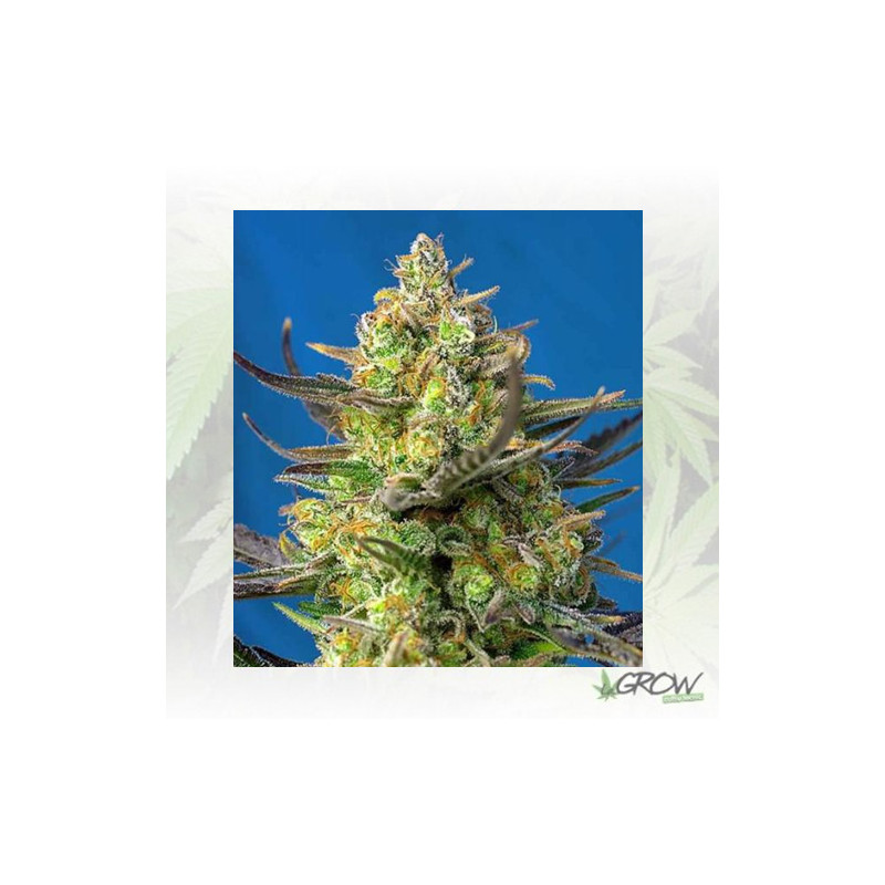 Sweet Cheese XL Auto® Sweet Seeds - 5 Seeds