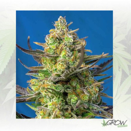 Sweet Cheese XL Auto® Sweet Seeds - 5 Seeds