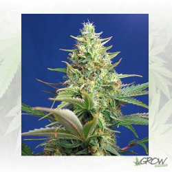 Sweet Pure Auto CBD® Sweet Seeds - 3 Seeds