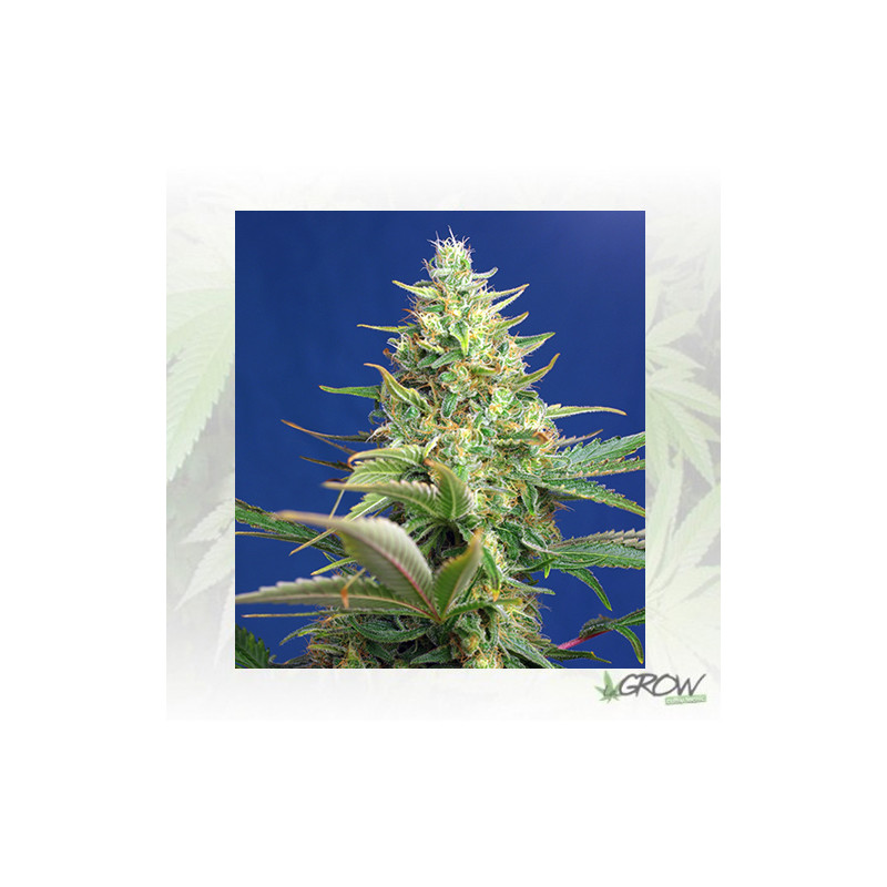 Sweet Pure Auto CBD® Sweet Seeds - 3 Seeds
