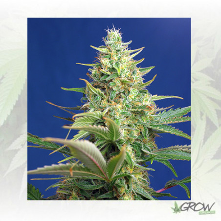 Sweet Pure Auto CBD® Sweet Seeds - 3 Seeds