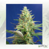 Sweet Pure Auto CBD® Sweet Seeds - 3 Seeds