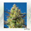 Sweet Cheese XL Auto® Sweet Seeds - 25 Seeds