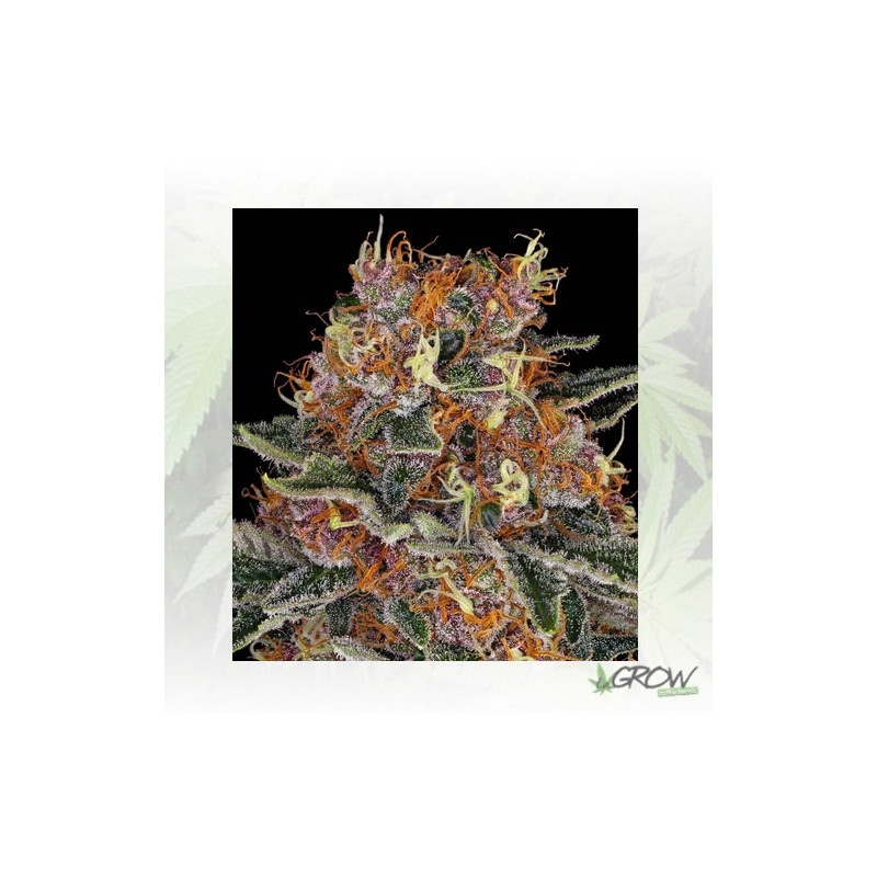 Purple Punch Barney's Farm - 3 Seeds