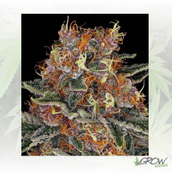Purple Punch Barney's Farm - 5 Seeds