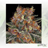 Purple Punch AUTO Barney's Farm - 1 Seeds