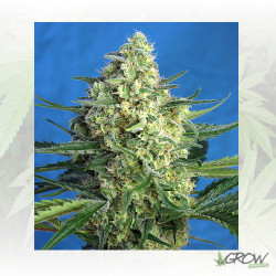 Jack 47 XL Auto® Sweet Seeds - 5 Seeds