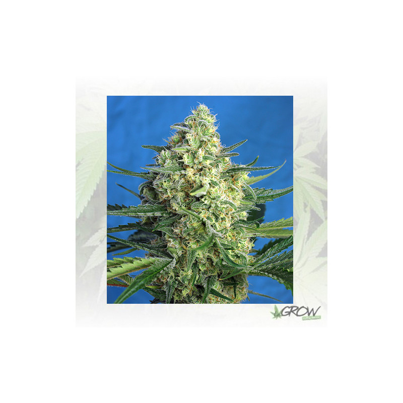 Jack 47 XL Auto® Sweet Seeds - 5 Seeds