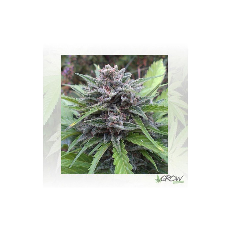 Tundra 2® Dutch Passion - 7 Seeds