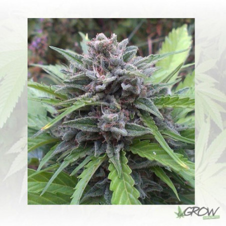 Tundra 2® Dutch Passion - 7 Seeds