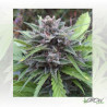 Tundra 2® Dutch Passion - 7 Seeds