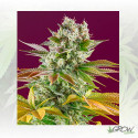 Gorilla Girl F1 Fast Version Sweet Seeds - 3 Seeds