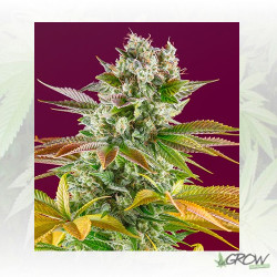 Gorilla Girl F1 Fast Version Sweet Seeds - 3 Seeds