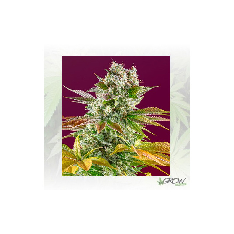 Gorilla Girl F1 Fast Version Sweet Seeds - 3 Seeds