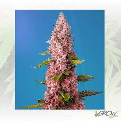 Red Hot Cookies® Sweet Seeds - 3 Seeds
