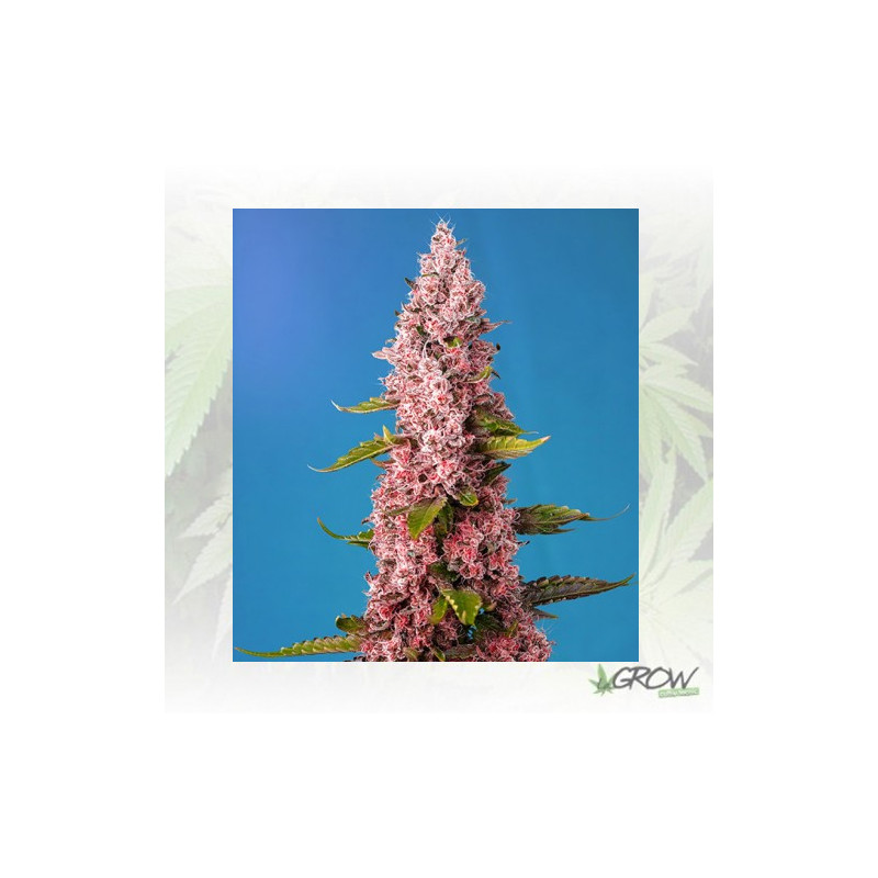 Red Hot Cookies® Sweet Seeds - 3 Seeds