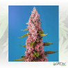 Red Hot Cookies® Sweet Seeds - 3 Seeds