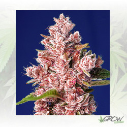 Tropicanna Poison F1 FV Sweet Seeds - 3 Seeds