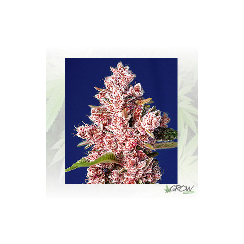 Tropicanna Poison F1 FV Sweet Seeds - 3 Seeds