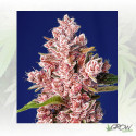 Tropicanna Poison F1 FV Sweet Seeds - 5 Seeds