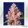 Tropicanna Poison F1 FV Sweet Seeds - 5 Seeds